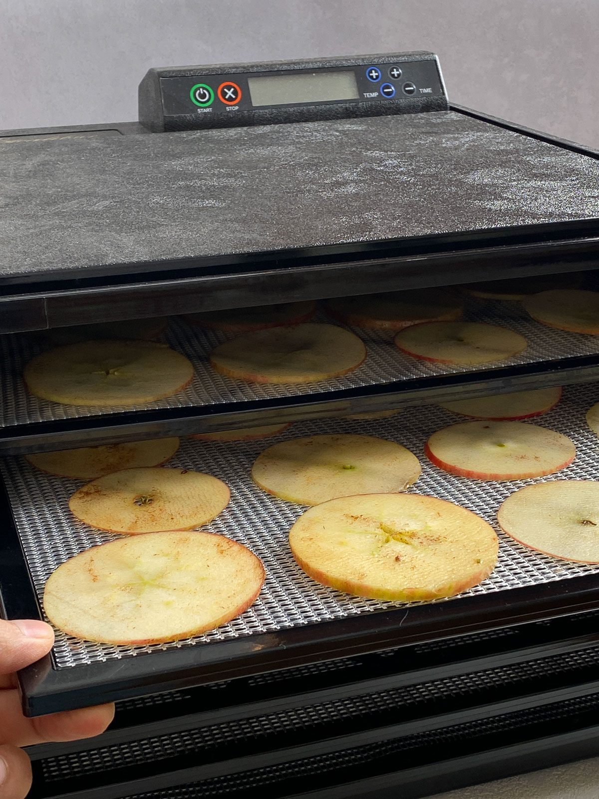 process shot showing apple chips in dehydrator